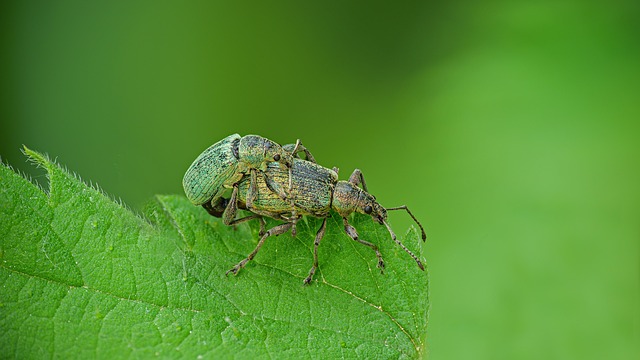 weevils-weevil-640x480-8079433.jpeg