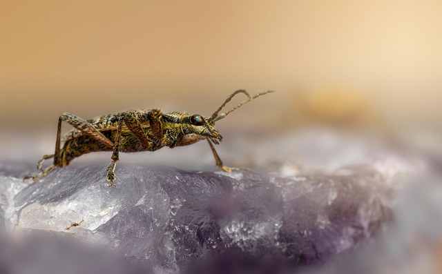 Customized Long-Term Plans for Grain Weevil Prevention and Control