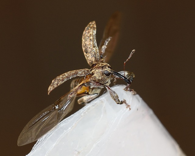 weevils-weevil-640x480-83393551.jpeg