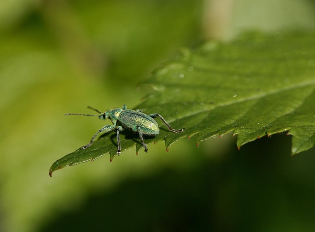 Eco-Friendly Grain Weevil Control: Safe, Effective Solutions for Infestations