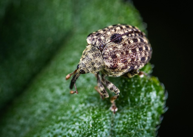 Professional Grain Weevil Control: Eco-Friendly Solutions for Residential and Commercial Spaces