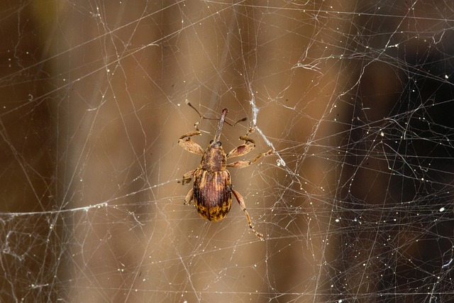 weevils-weevil-640x480-97380265.jpeg