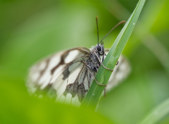 woodboring-insect-insect-640x480-13139537.jpeg