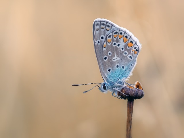 woodboring-insect-insect-640x480-2373720.jpeg