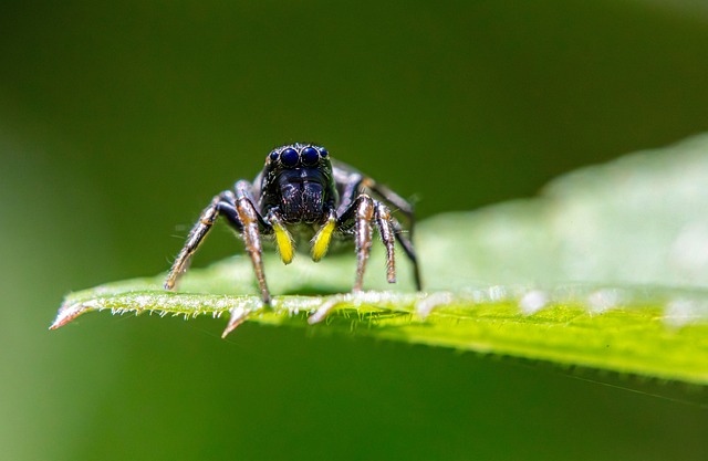 Expert Guide: Eco-Friendly & Professional Tips for Wood Borer Control