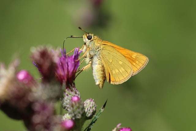 Eco-Conscious Approaches to Wood Boring Insect Management