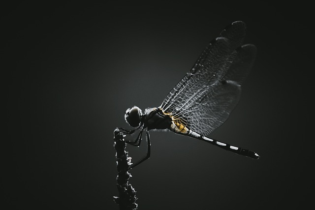 woodboring-insect-insect-640x480-85494838.jpeg