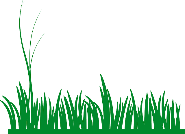 yard, landscaping