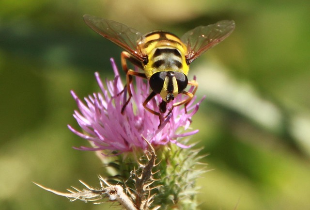 yellow-jacket-insect-640x480-66865115.jpeg