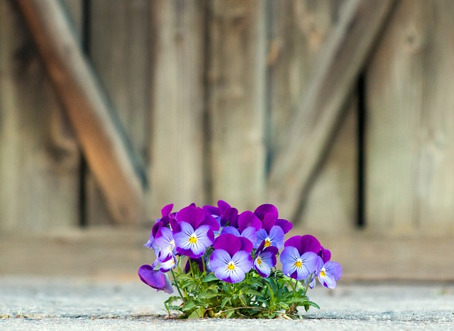 barn-door-640x480-17347458.jpeg