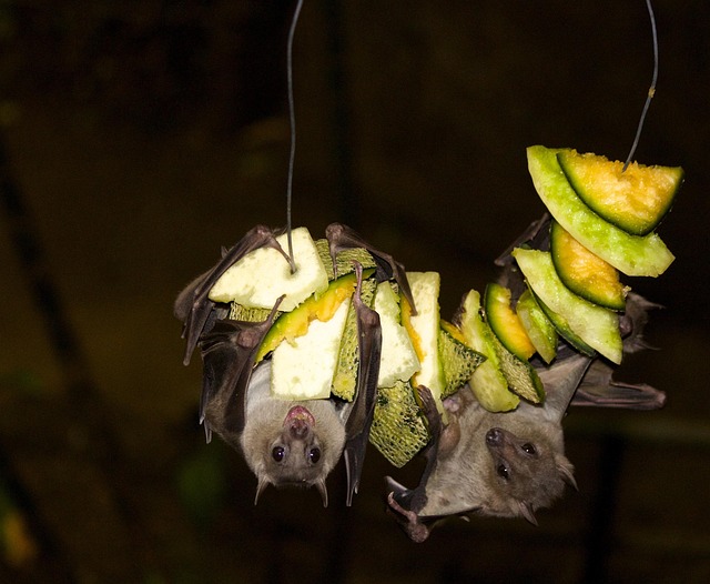 bat-640x480-61612903.jpeg