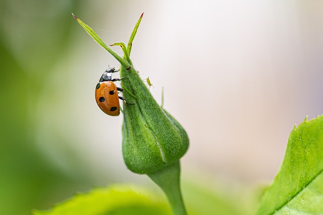Eco-Friendly & Professional Solutions for Cigarette Beetle Control