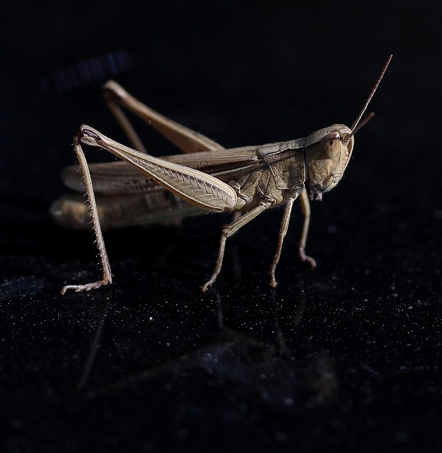 cricket-insect-640x480-59458611.jpeg