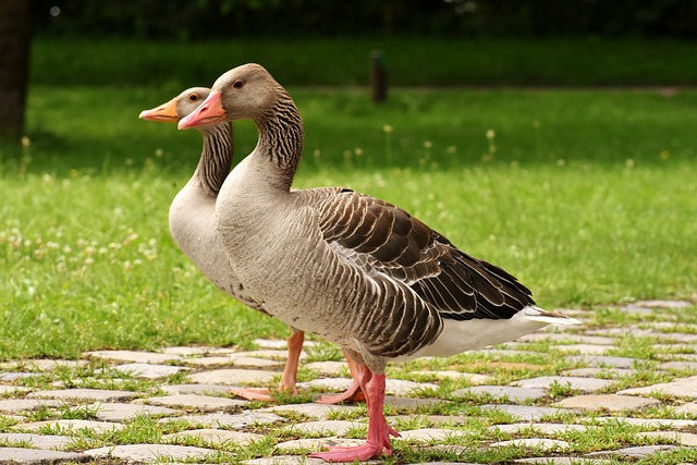 geese-640x480-16521832.jpeg