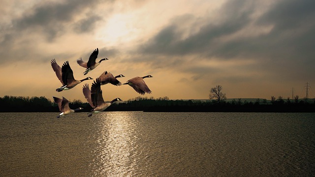 geese-640x480-48447885.jpeg