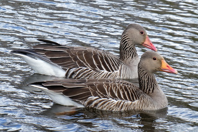 geese-640x480-69194414.jpeg