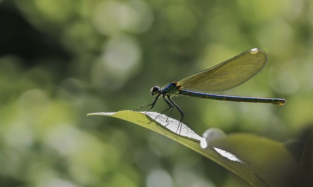 insect-640x480-29023162.jpeg
