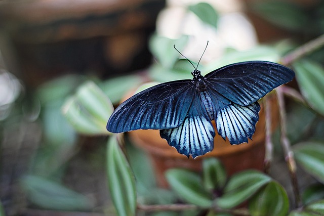 insect-640x480-57644707.jpeg