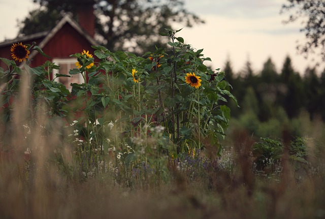 Elevate Your Backyard Curb Appeal with Vibrant Floral Focal Points
