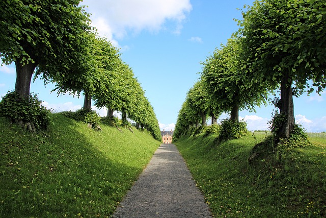 landscaping, garden
