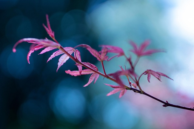 landscaping, garden