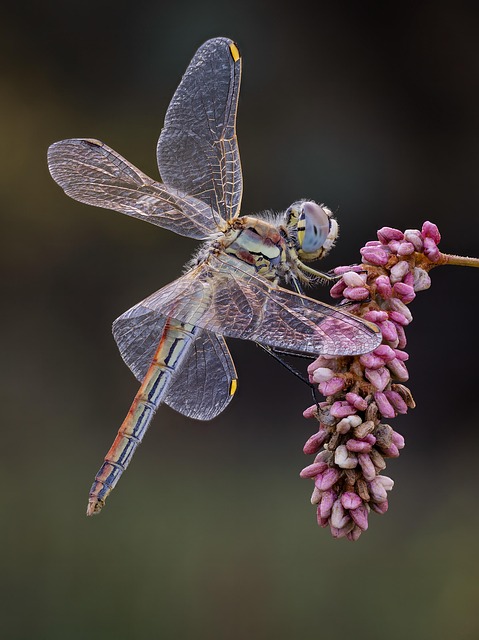 lanternflies-insect-640x480-66950763.jpeg