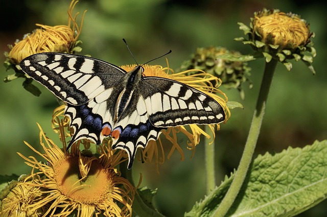 Chemical Treatments for Severe Spotted Lanternfly Infestations: Expert Guidance