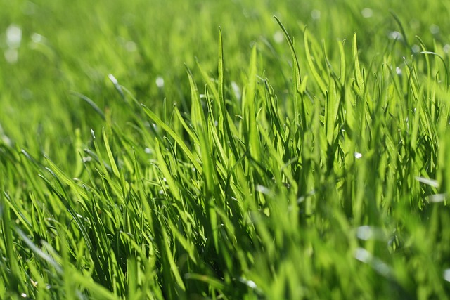 lawn-640x480-14212767.jpeg