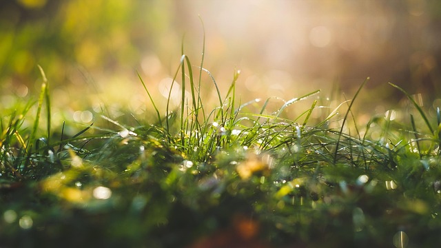 lawn-640x480-32411191.jpeg
