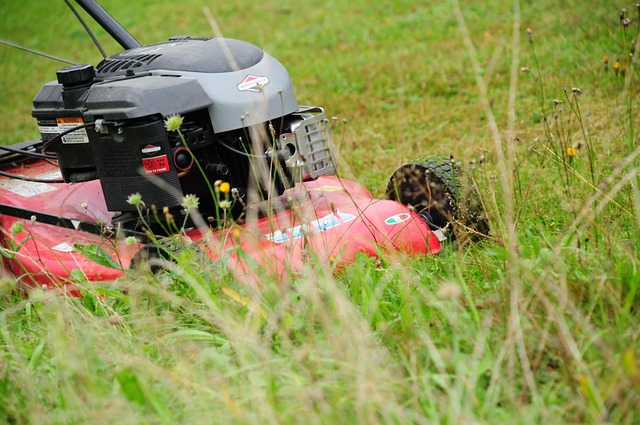 lawn