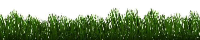 lawn