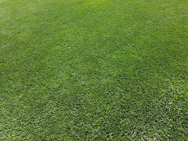 lawn