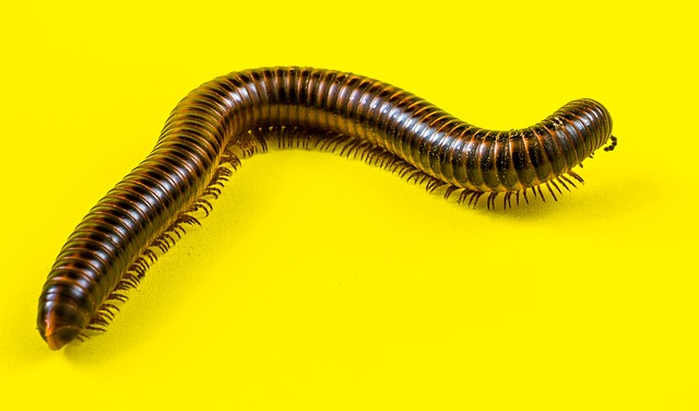 Swift Millipede Solutions: Professional Control, Eco-Friendly Options for Effective Infestation Management