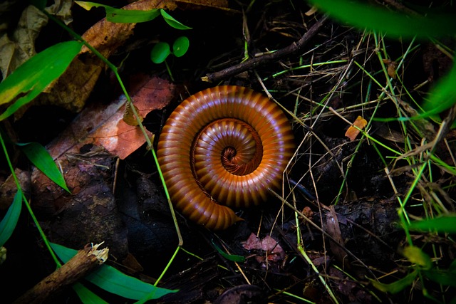 milipede-640x480-73971863.jpeg