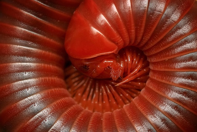 Expert Strategies for Effective Millipede Control & Prevention