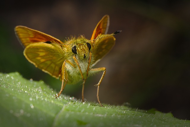moth-moths-640x480-26314611.jpeg