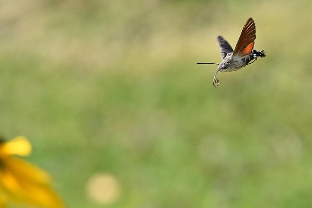 Year-Round Protection: Customized Clothes Moth Control Plans for Peace of Mind