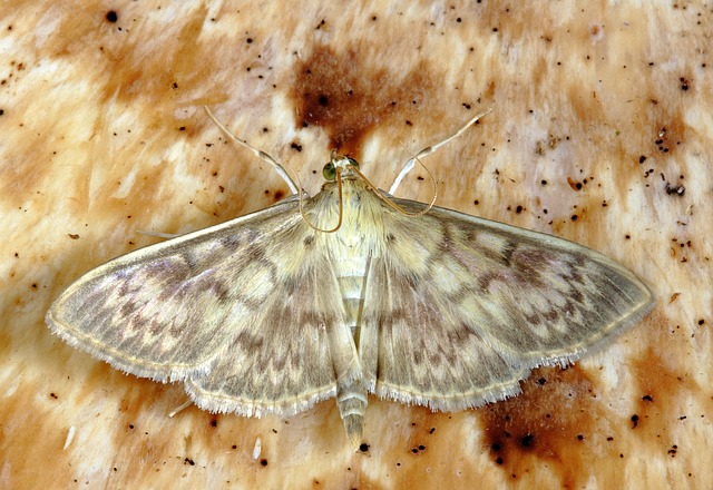 moth-moths-640x480-90365894.jpeg