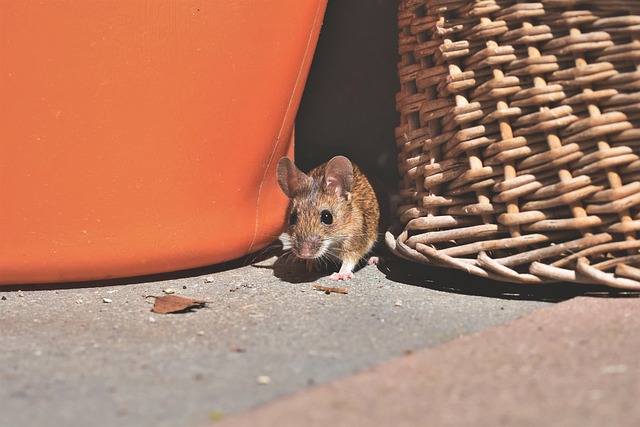 mouse-640x480-9265922.jpeg