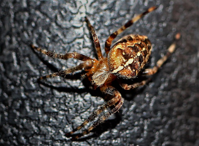 Revolutionizing Residential Pest Control: Modern Solutions for a Safe Home