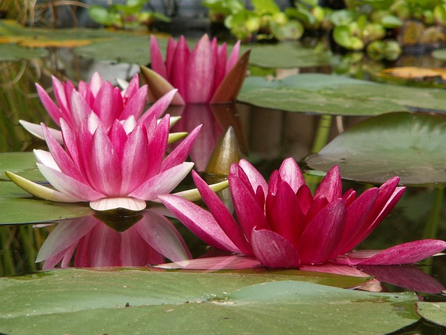 pond, outdoor pond, outdoor waterfall