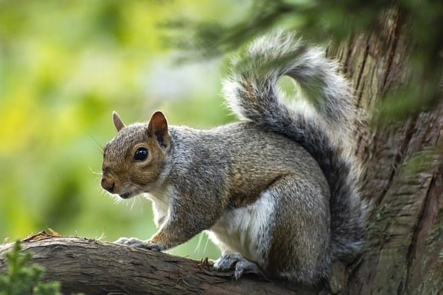 rodent-640x480-20917655.jpeg