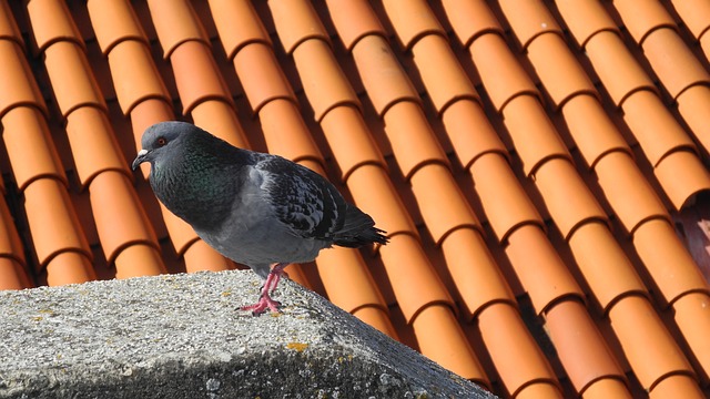 roof-640x480-62483716.jpeg