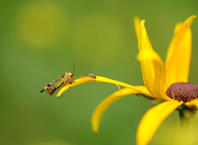 scorpion-640x480-56862193.jpeg