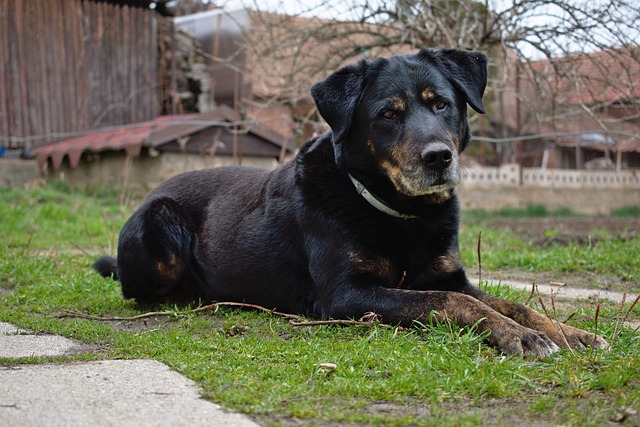 security-guard-640x480-69170962.jpeg