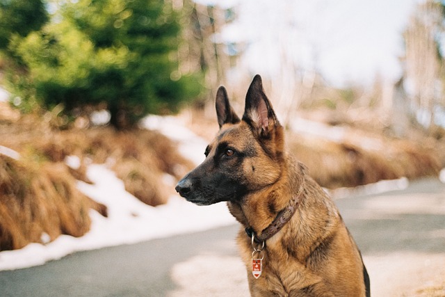 security-guard-640x480-74686252.jpeg