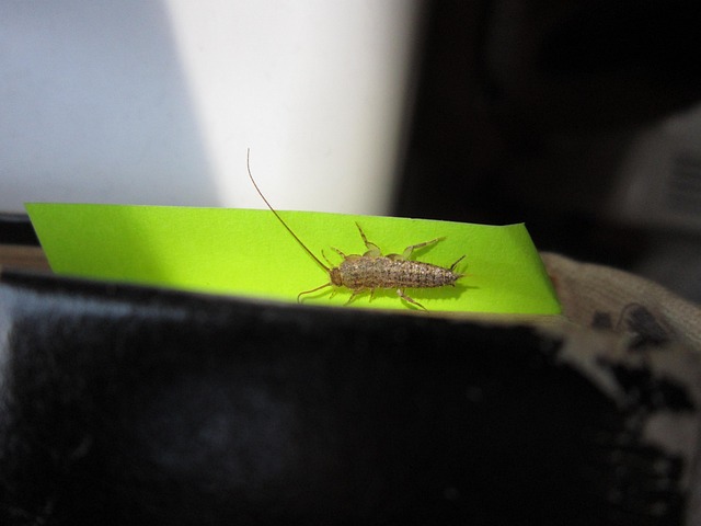 silverfish-640x480-1396472.jpeg