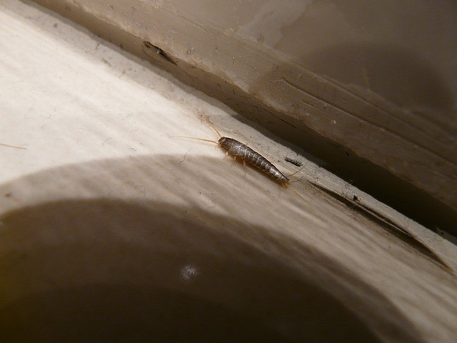 silverfish-640x480-86798165.jpeg