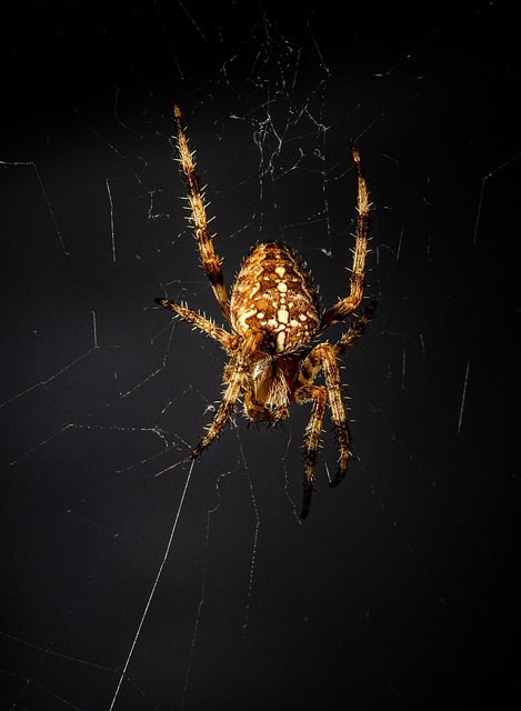 spider-640x480-14600905.jpeg