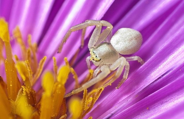 spider-640x480-56106044.jpeg